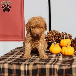 Havanah, Miniature Poodle Puppy